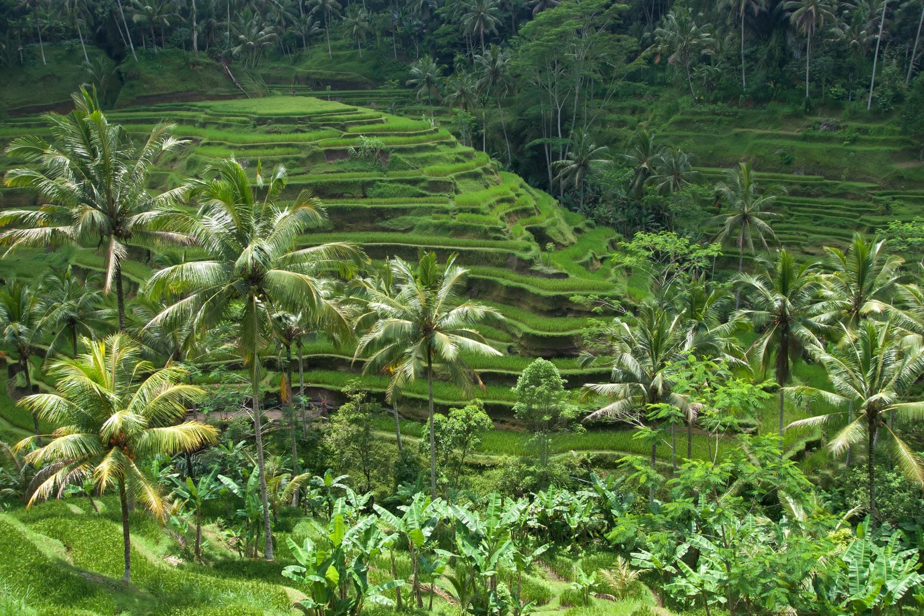 Palm trees above green rice terraces in Bali, Indonesia