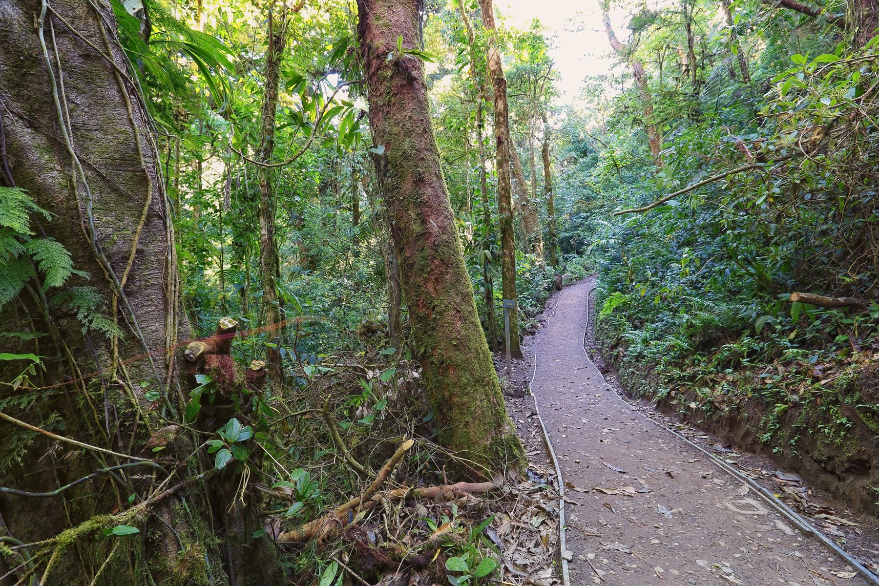A trail through the Monteverde cloud forest in Costa Rica