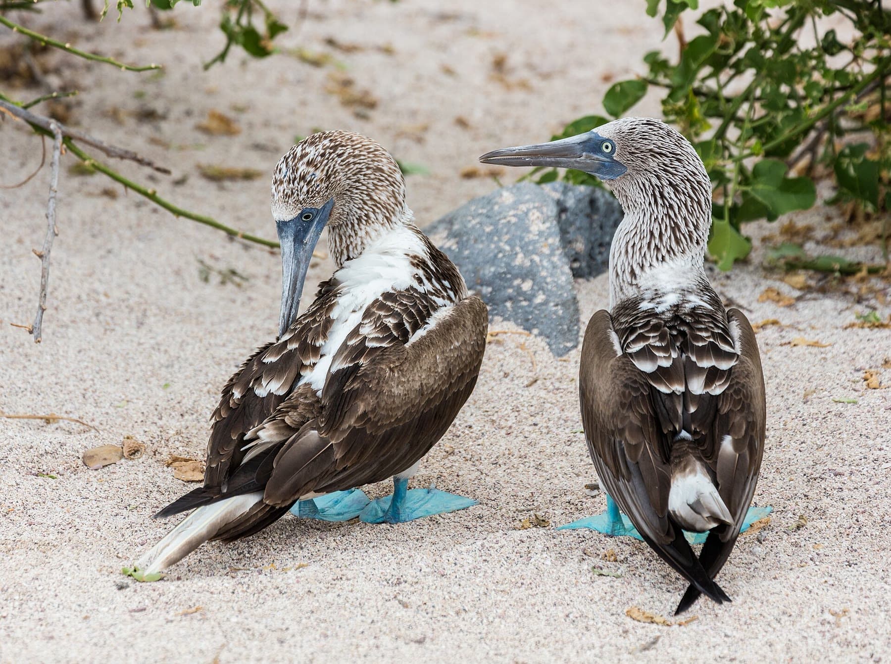 Two blue-footed boobies on a beach in the Galápagos Islands