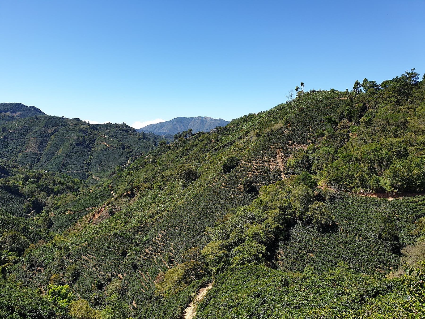 Coffee plantations on a green hillside in Costa Rica