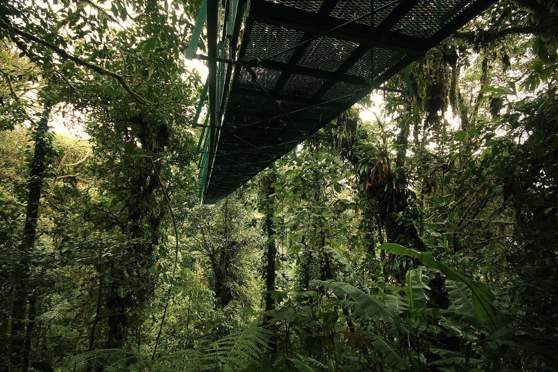 A hanging bridge through the rainforest canopy in Costa Rica
