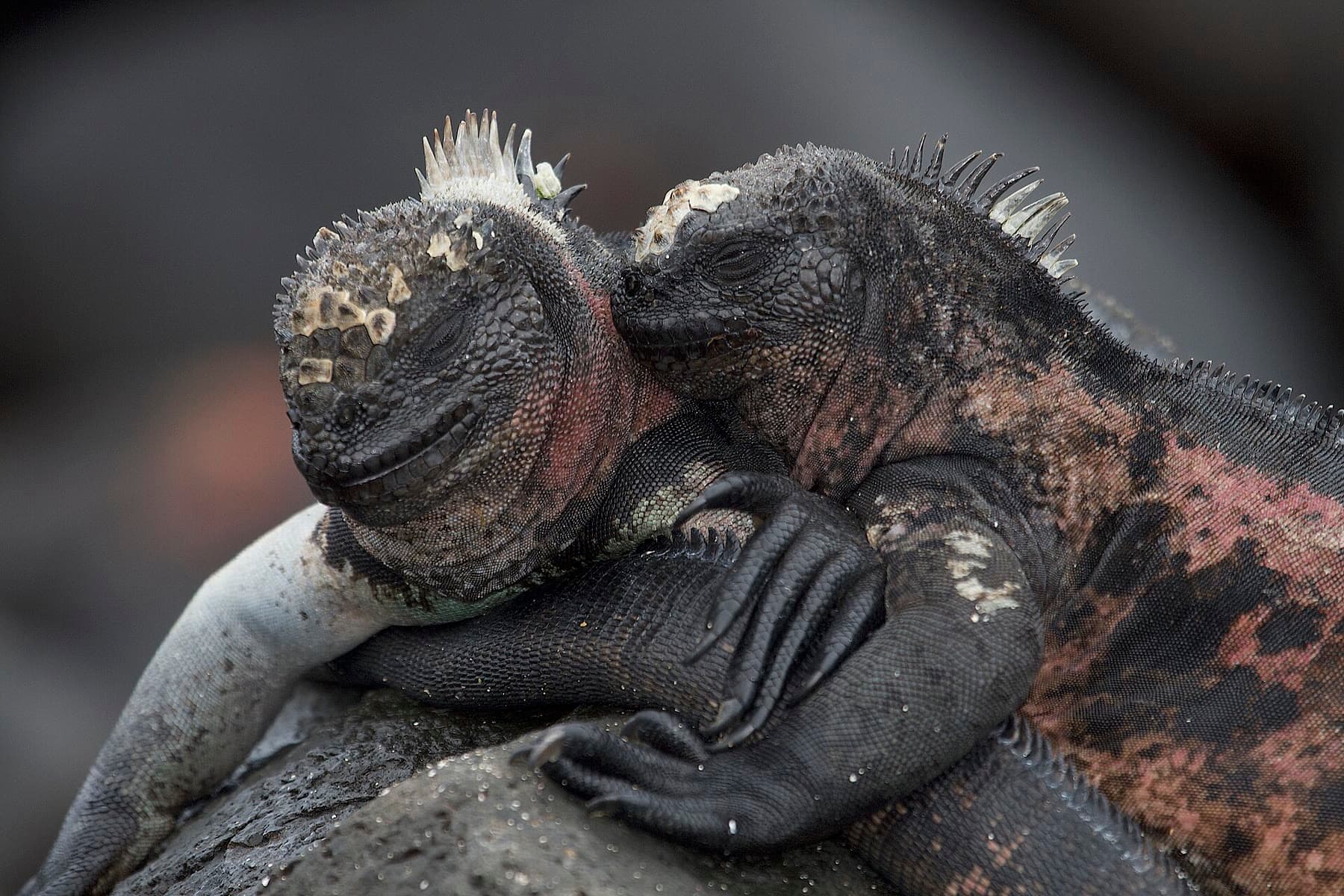 Two marine iguanas resting on a rock in the Galápagos