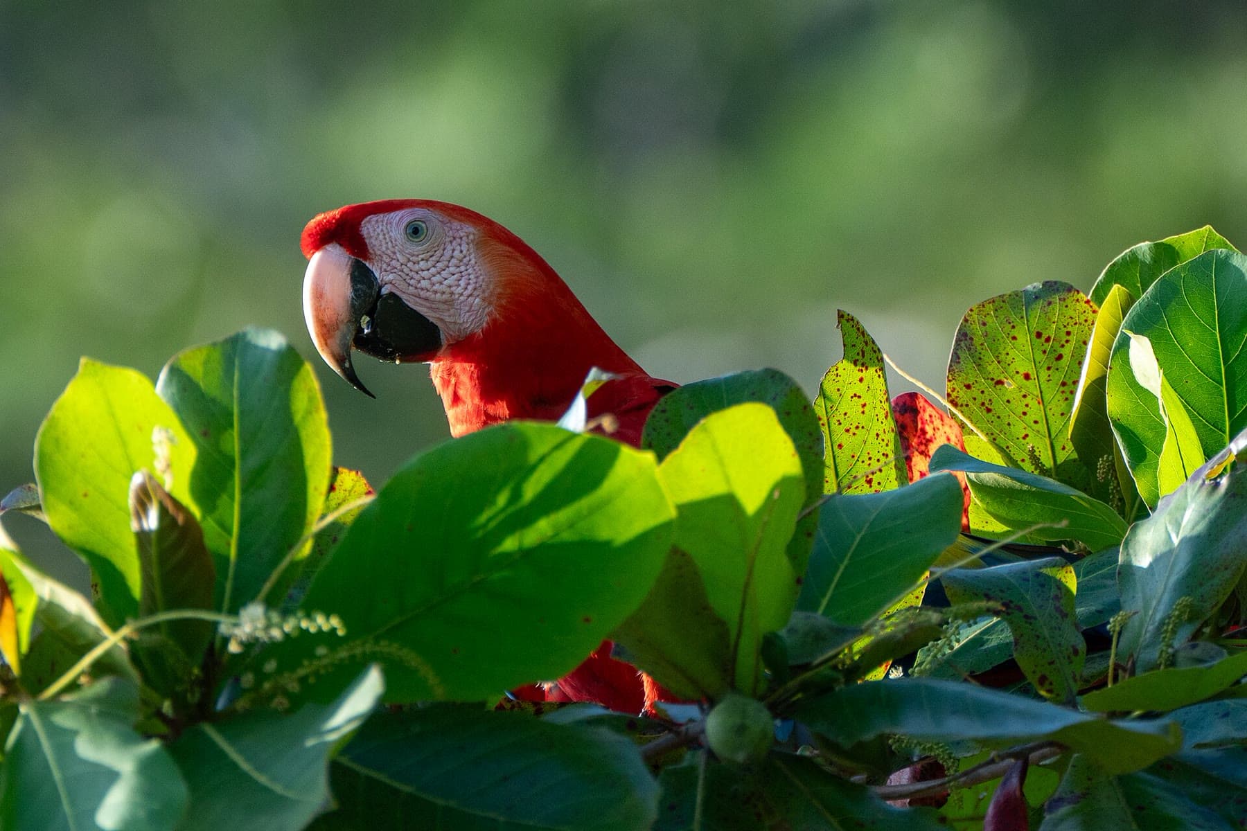 A scarlet macaw among leaves at Uvita Beach, Costa Rica