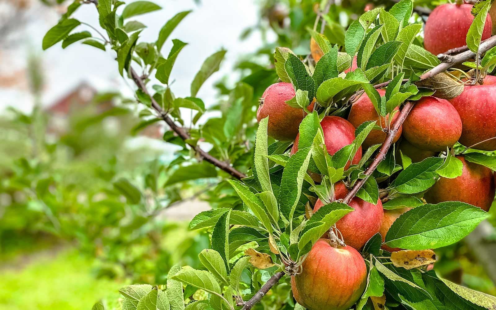 Red apples on the trees at Pennings Farm orchard